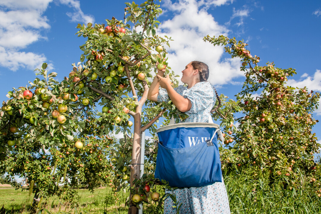 Harvesting at Bushel and a Peck. (File photo)