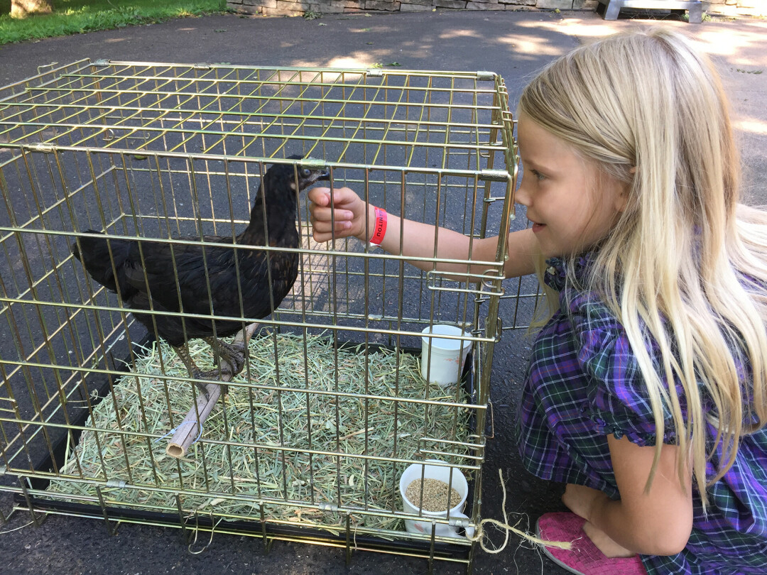 CUTENESS OVERLOAD. Seven-year-old Doris (pictured) helped Gladys Webb take care of a special little chick named Furball.
