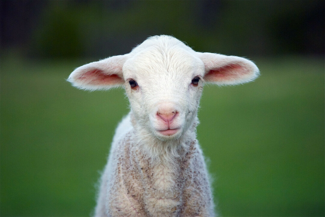 EWE LIKE CUDDLING?: In addition to adorable animals, Govin's Farm's Lambing Barn and Farm Babies event will offer concessions for patrons to enjoy while at the Dunn County farm. (Submitted photo)