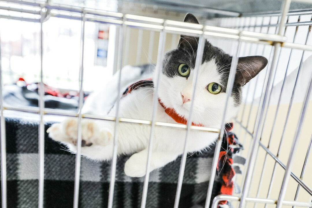 PAWS AND THINK ABOUT IT. One of the critters in the care of the Eau Claire County Humane Association.