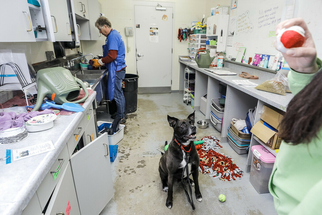 HHIS NAME IS OTTO, AND HE'S A GOOD DOGGY. Dogs, cats, and other critters in the care of the Eau Claire County Humane Association could have a new home in the near future. The organization is launching the public phase of a fundraising campaign to build a new, state-of-the art shelter facility.