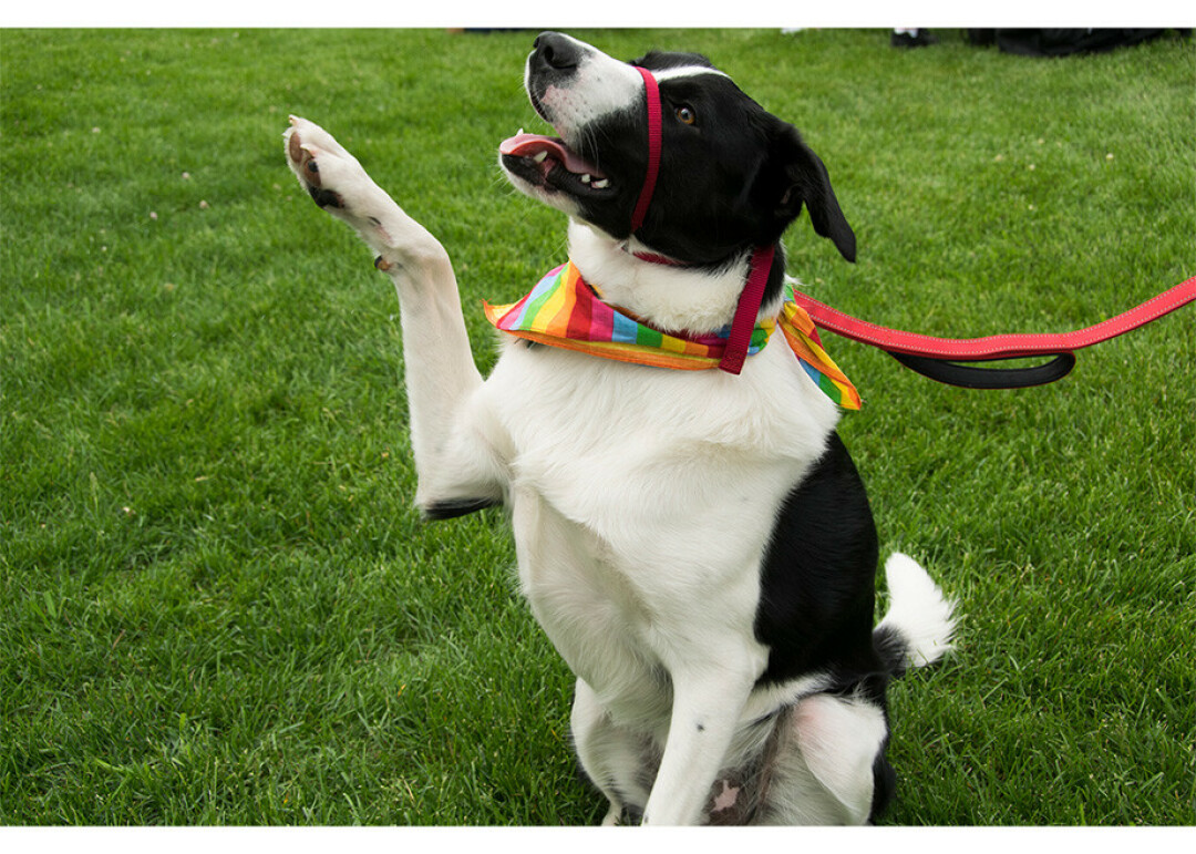 FUN FOR EVERYONE. Yes, even your furry friends (where allowed, like the park!). Photo by Kelly Irish.