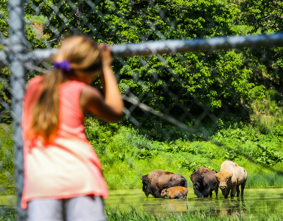 POPULAR PASTURE PALS. The newest addition to the bison at Irvine Park Zoo, pictured above, is a popular favorite among zoo goers. The bison will be featured in a new segment of Zoo Talks.