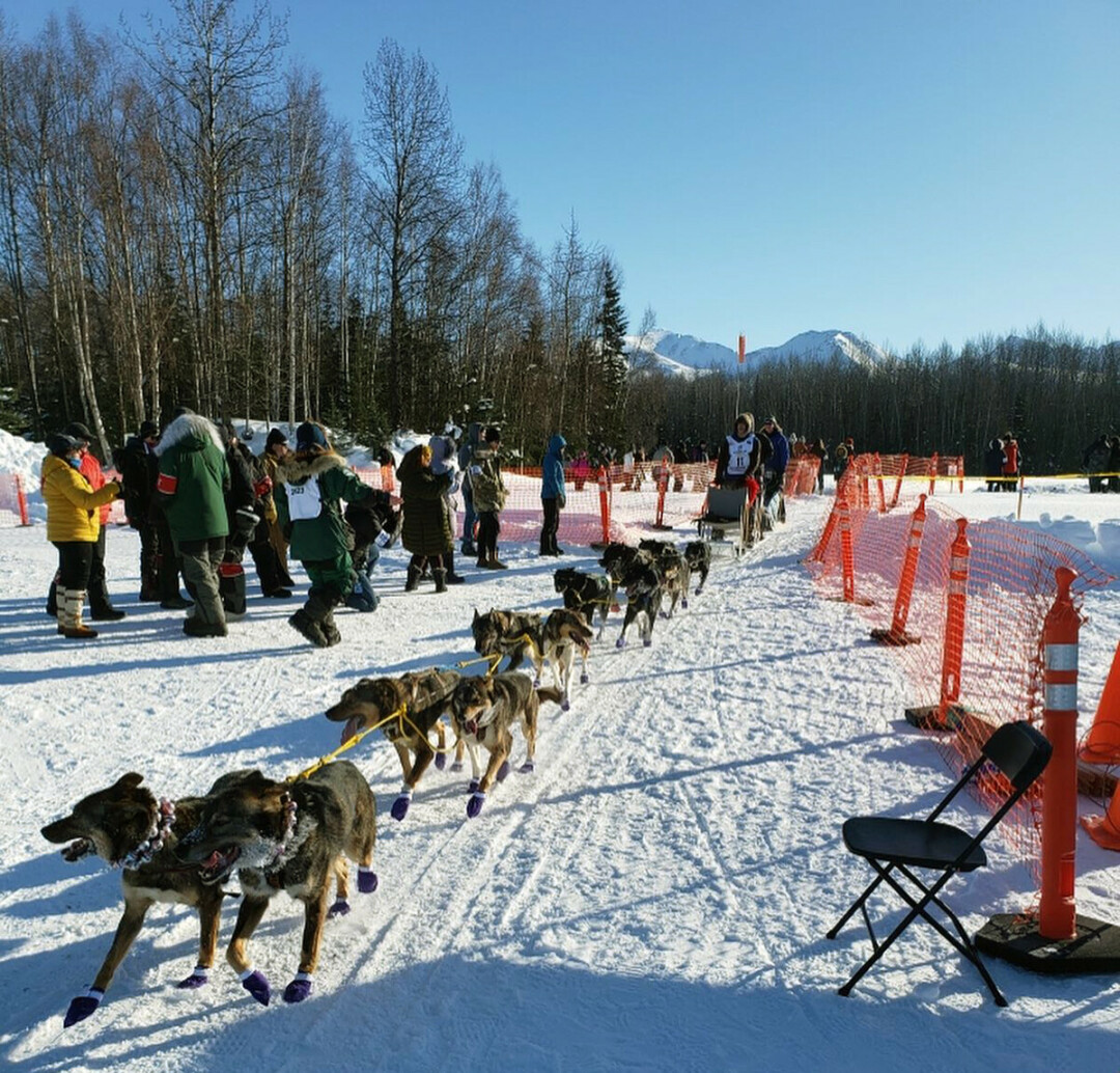 HOMETOWN MUSHER. Dan Kaduce, Chippewa Falls native, arriving to Finger Lake checkpoint – roughly 100 miles from the race's start – before sunrise on March 6. The 51st Iditarod began on Sunday, March 5. (Photos by Dave Poyzer)