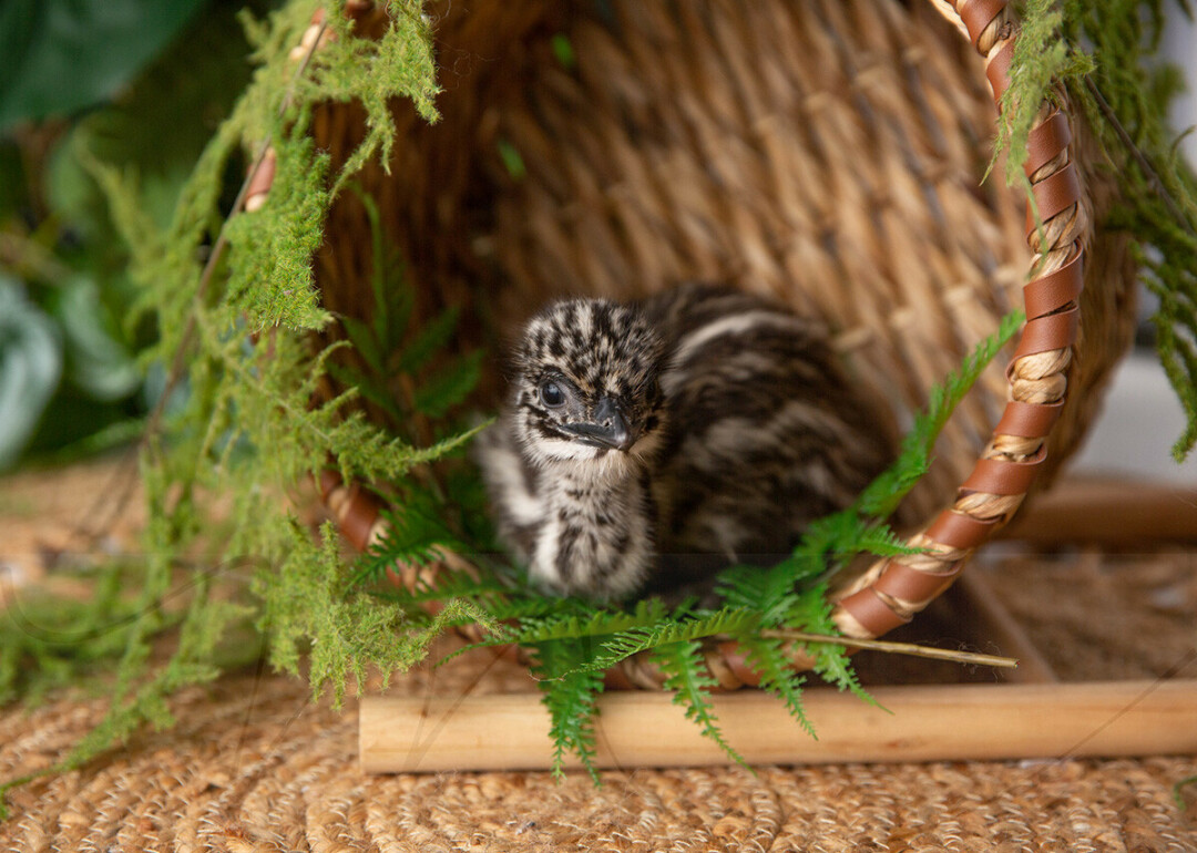 EMU OR OMG? Bekky Dunnam at Pasture View Farms welcomed a new baby emu to the family. (Photos by Michelle Monson Photography)