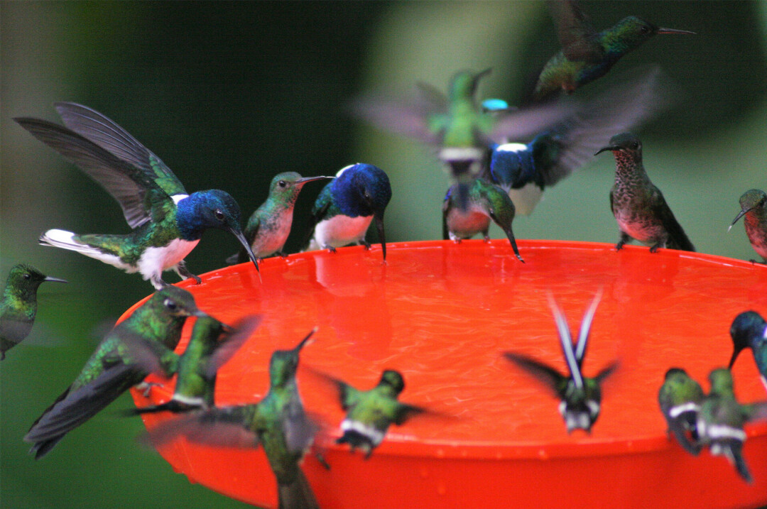 HEAR THE HUM(MING BIRD). Our feathered friends are out to play by this time of year, thought their numbers are shrinking. Learn from local ornithologist Steve Betchkal about Hummingbirds, and how to best support them. (Submitted photos)