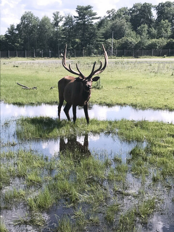 There are no lions at the Lion's Game Park, but there are elk (and bison and deer).