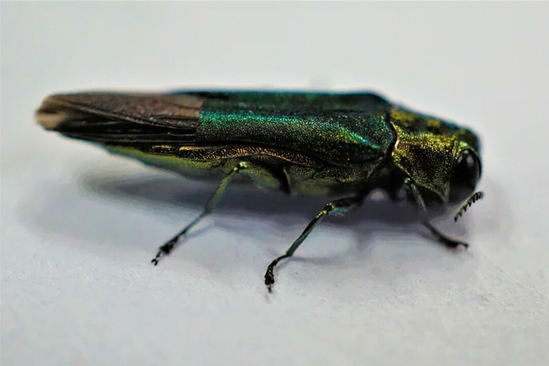 Emerald Ash Borer.