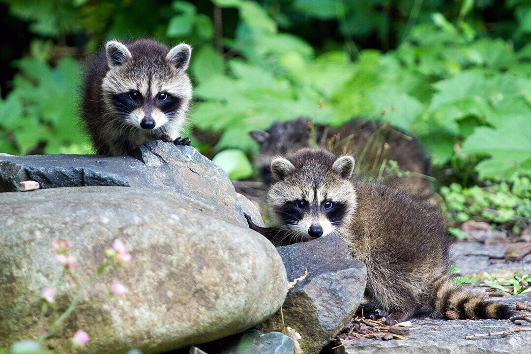 Never try to care for a wild animal yourself. If you find a wild animal that appears sick or injured, leave it alone and keep children and pets away to reduce stress on the animal