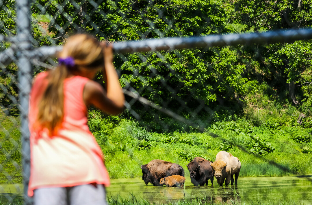 CHIPPEWA FALLS IS THE BEST! I mean, we're partial to the whole Chippewa Valley, but still, there are so many great features specific to C.F., including these! (Irvine Park Zoo pictured)