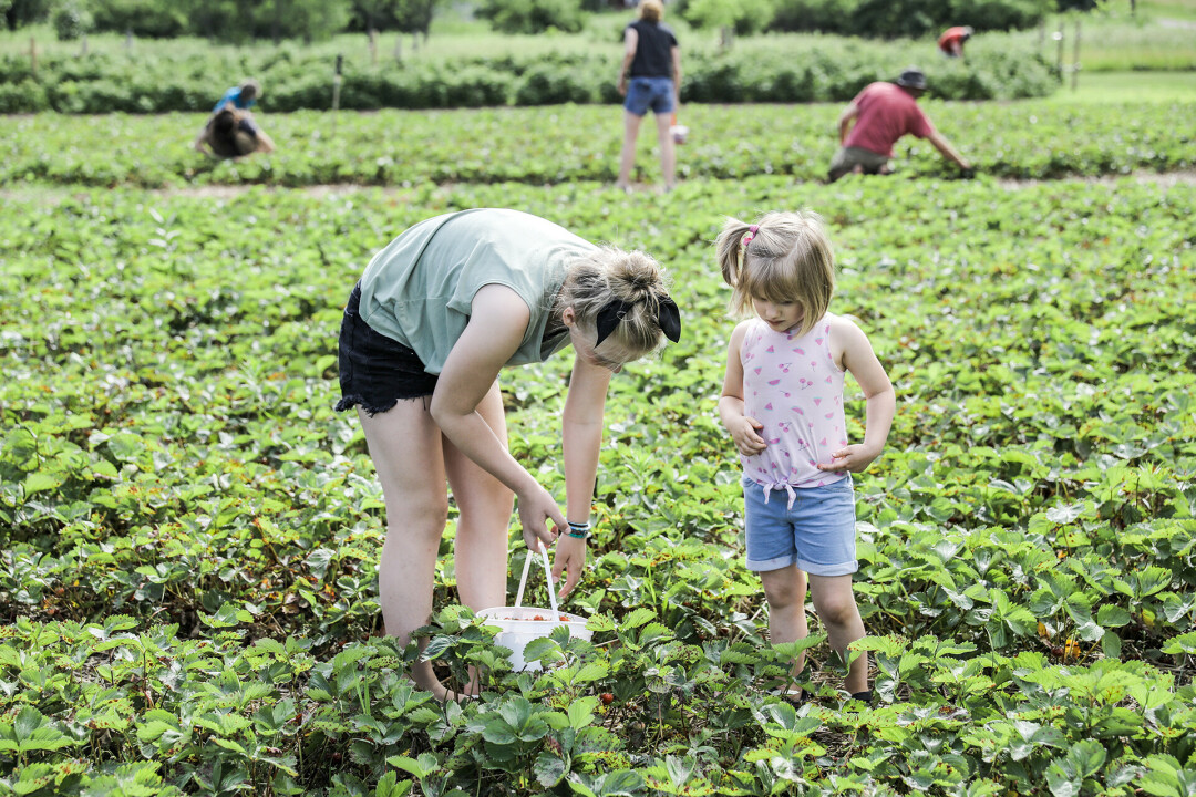 BUCKET OF FUN. Bring the family, rally your friends, or head out on a solo pickin' adventure at any of these local farms. (Little Berry Farm pictured)