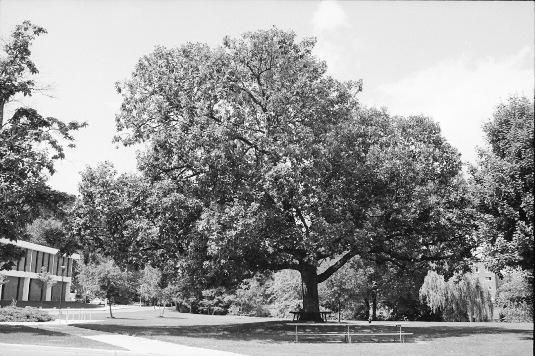 The Council Oak. (Photo via UW-Eau Claire)