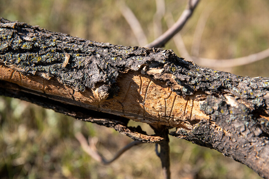 CHEW ON THIS. An ash