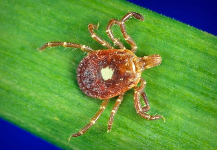 TICKED OFF. The Lone Star tick is identifiable by the white dot on its brown back. 