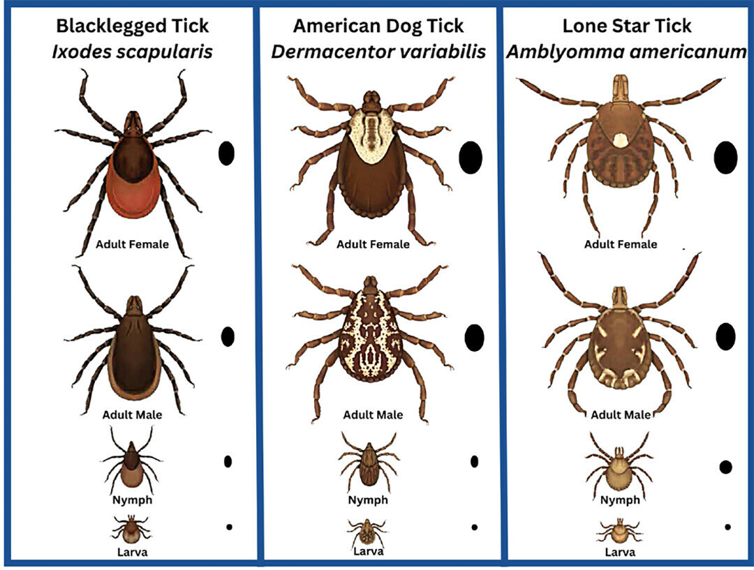 KNOW YOUR ENEMY. Three tick species found in Wisconsin. (Image via Wisconsin Department of Health Services)