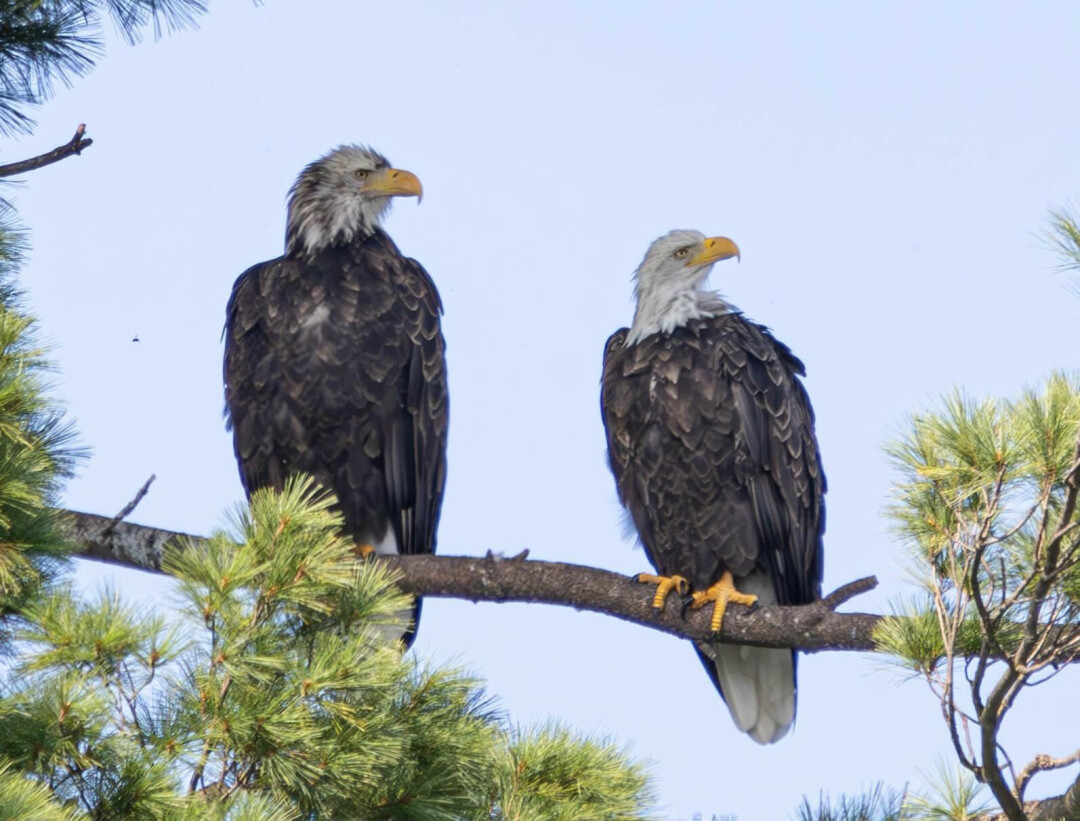 River Prairie eagles shot by Mike Schatz, ECAP member.