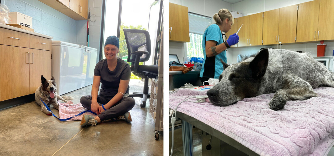 Dr. Amber Gooden, left, with Nemo prior to surgery. Liz Berg, right, prepping Nemo on-site. Nemo arrived at ECCHA with a missing paw in poor condition, and after successful surgery, is living life is a healthy tri-pawed dog! (Photos via Facebook) 