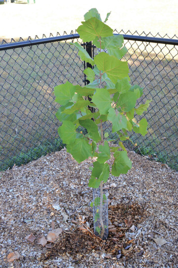 The sycamore sapling. (Submitted photo)