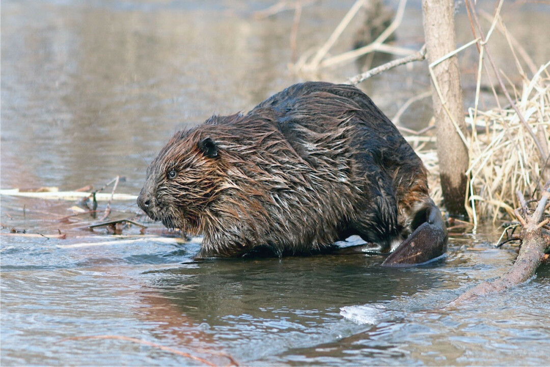 A beaver at Trempealeau National Wildlife Refuge along the Mississippi River in Wisconsin. (