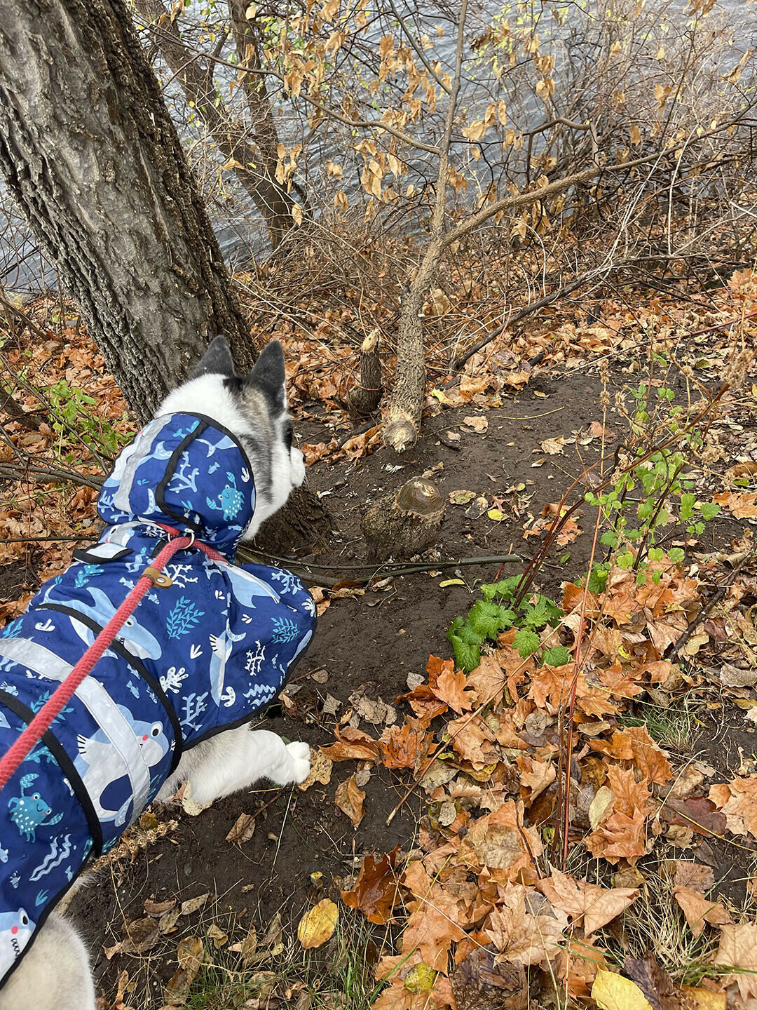 Neiko the husky makes a discovery. (Photo by Alex Cho