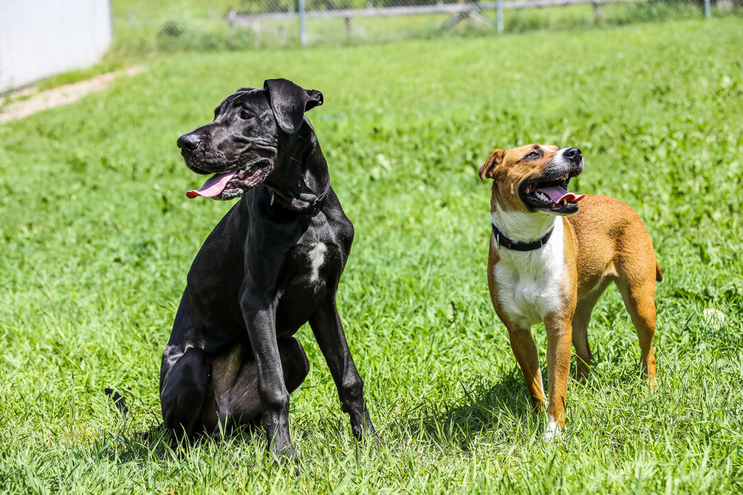 IT TAKES A VILLAGE. The Dunn County Humane Society is hosting the 