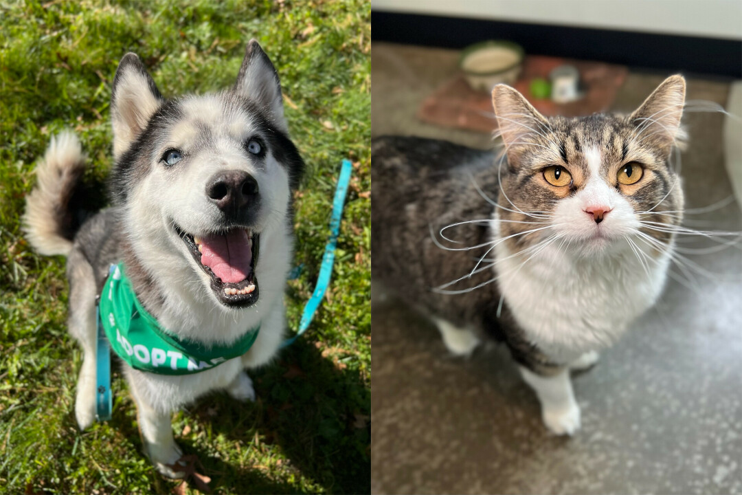 Chaos (left)&nbsp; and Matilda (right) are also currently looking for their forever homes.&nbsp;