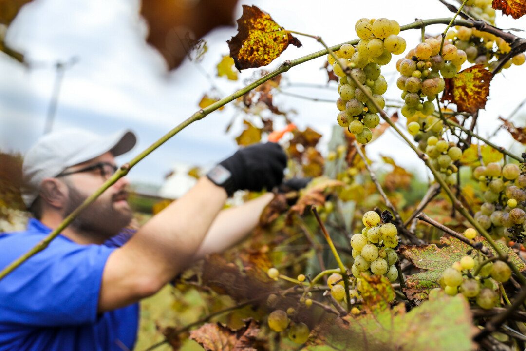 River Bend Winery & Distillery's vineyard, pictured.