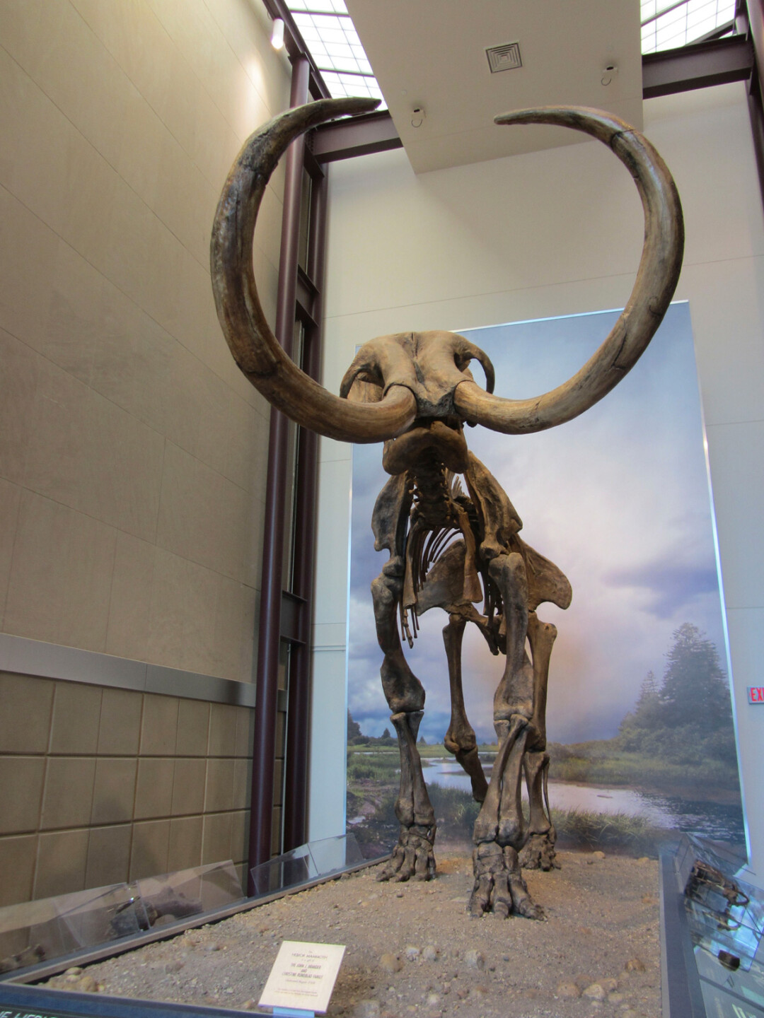 Wooly mammoth carbon dating